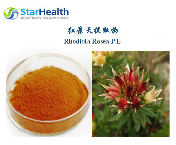 紅景天提取物 - Rhodiola Rosea P.E