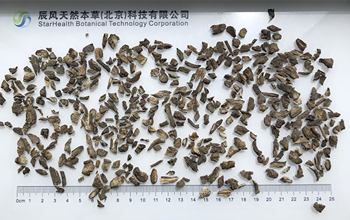 牛蒡根 - Burdock Root